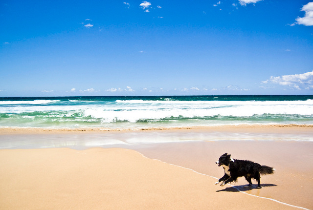 The 9 Best Dog Friendly Beaches In Florida Oyster Com