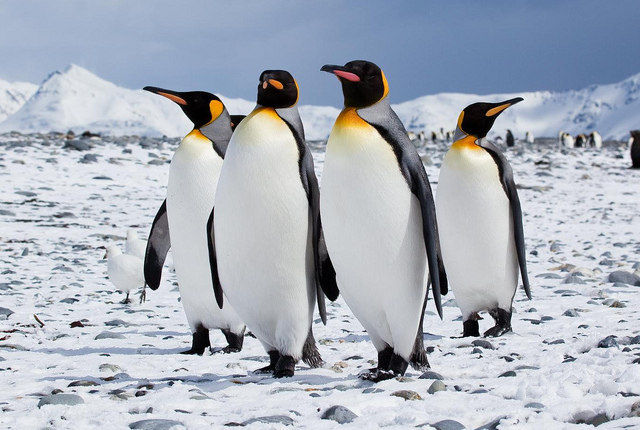 7 Posti Per Vedere I Pinguini In Natura