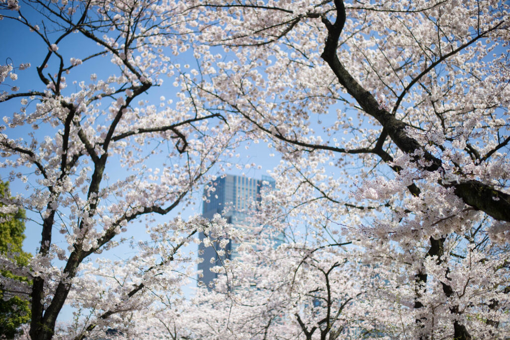 Tokyo's cherry blossoms