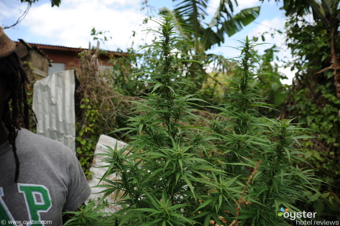 Marijuana in Jamaica.