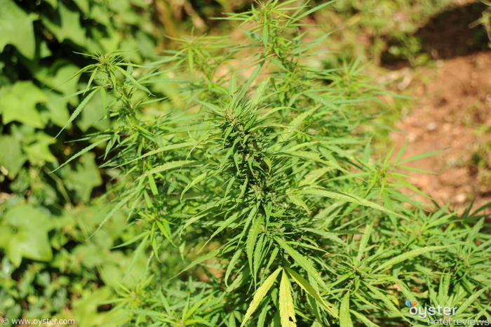 Weed in Jamaica. It's good for the flu.