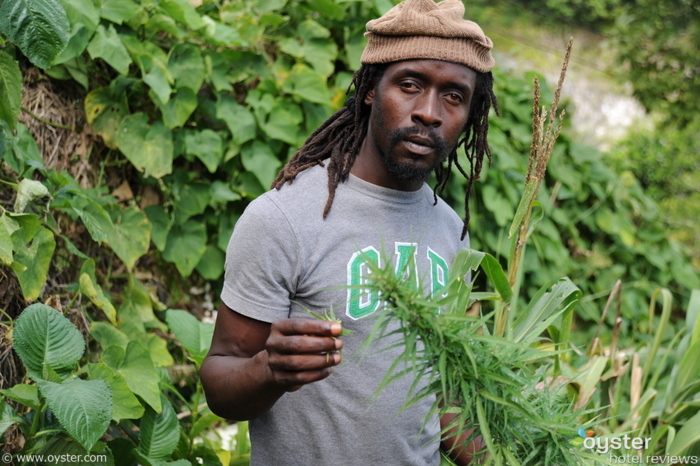 Local em uma plantação de maconha em Nine Mile, Jamaica. Consiga este homem algum Visine, stat!
