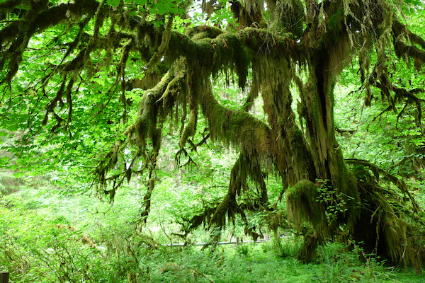 Salão dos Musgos, Parque Nacional Olímpico (Foto cortesia de John Walker )