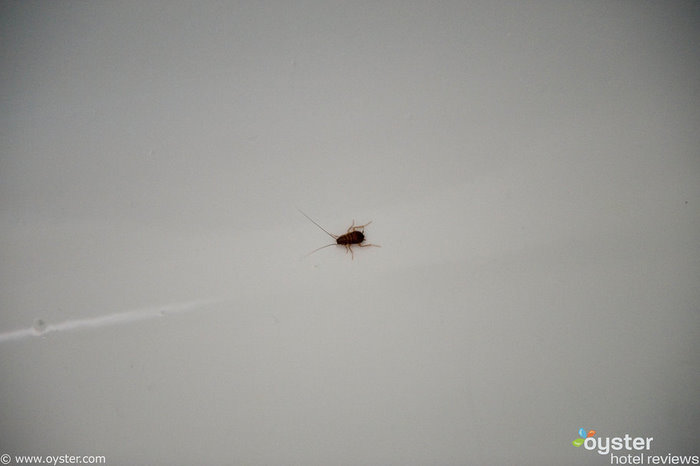 Cockroach in the bathtub at Richmond Hotel, Miami