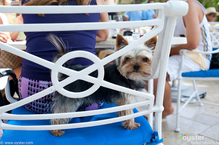 El reinado de terrier continúa.