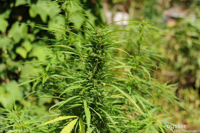 Marihuana en Jamaica