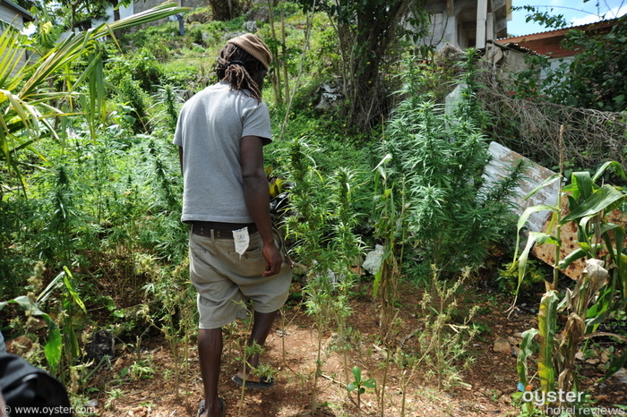 Para um pequeno lote de terra, essa plantação tinha uma variedade impressionante de plantas de maconha.