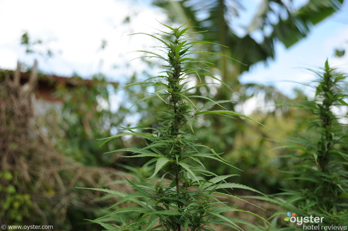 Marihuana en Jamaica. Algunas personas lo llaman ganja.