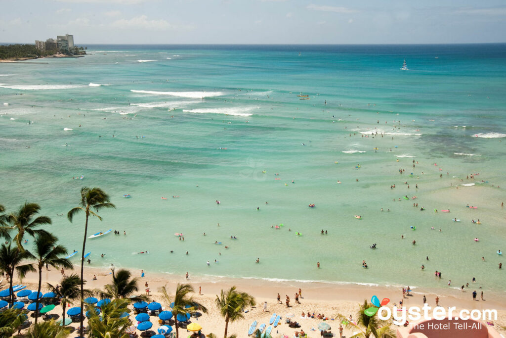 Playa Waikiki, Oahu / Oyster