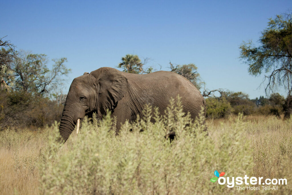Um elefante em Botsuana no andBeyond Nxabega Okavango Tented Camp