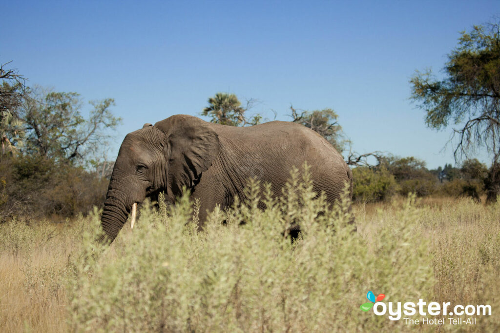 Wildtiere bei undBeyond