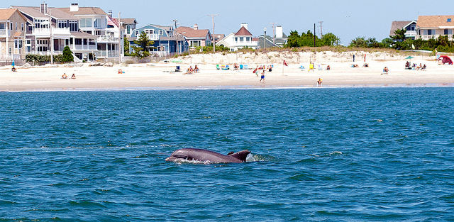 Golfinhos nadando na costa de Cape May; Crédito da foto: Flickr.com/mbtrama