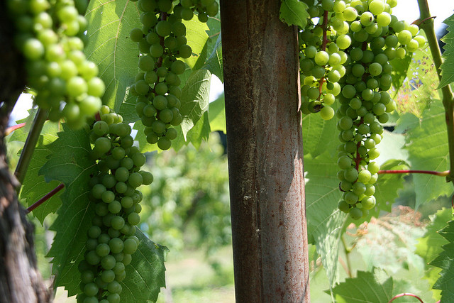 Benmari Winery (Crédit photo: Flickr.com/jena76 )