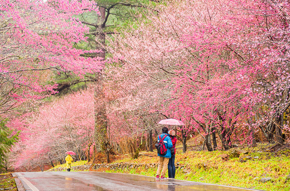 Crédit photo: Sakura Garden à Wuling Farm, Taiwan via Shutterstock