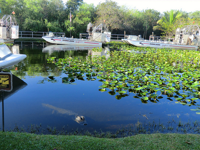 Machen Sie eine Airboat Safari mit Alligatoren in den Everglades! Foto von Reinhard Link, Flickr Creative Commons