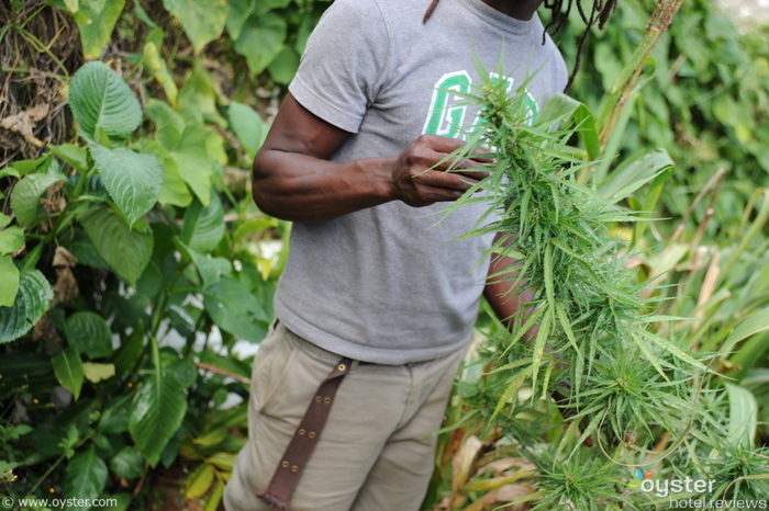 Marihuana en Jamaica. 