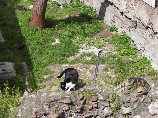 Largo di Torre de Argentina; Wikimedia Commons, Wknight94