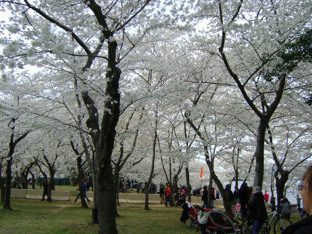 Cherry Blossom Festival, D.C. 2011
