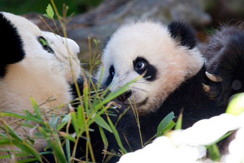 Zoológico de San Diego por Nathan Rupert