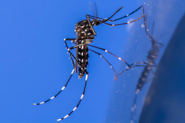The tiger mosquito carries yellow fever, dengue, and chinkungunya -- what a pal!; Photo credit: Eric Stavale