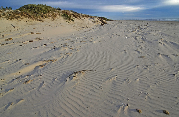 Photo: Padre Island National Seashore via Shutterstock.com