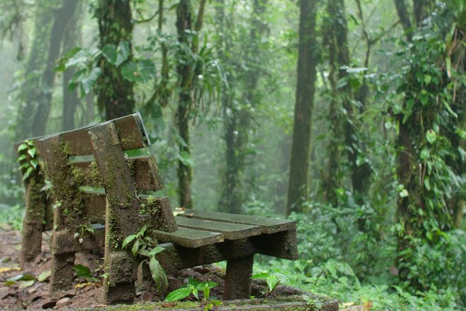 Cloud forests look like a fairy tale come to life