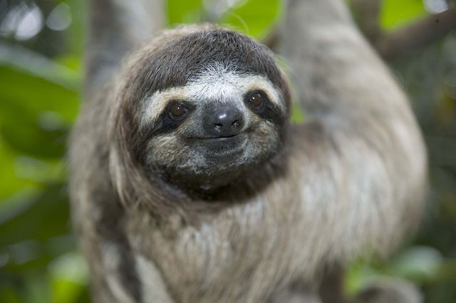 Crédit photo: Sloth Sanctuary