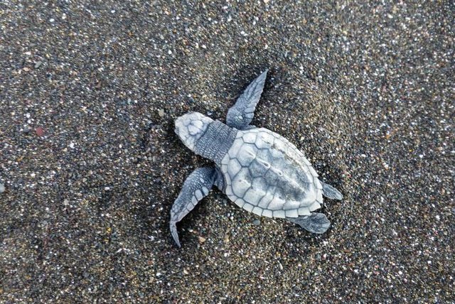 Mida su visita para ver las tortugas marinas que anidan en el asiento - o las crías de su bebé