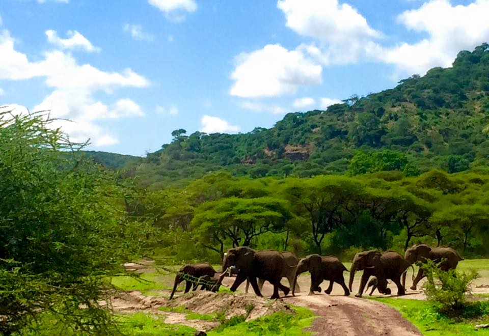 Éléphants traversant notre chemin au lac Manyara