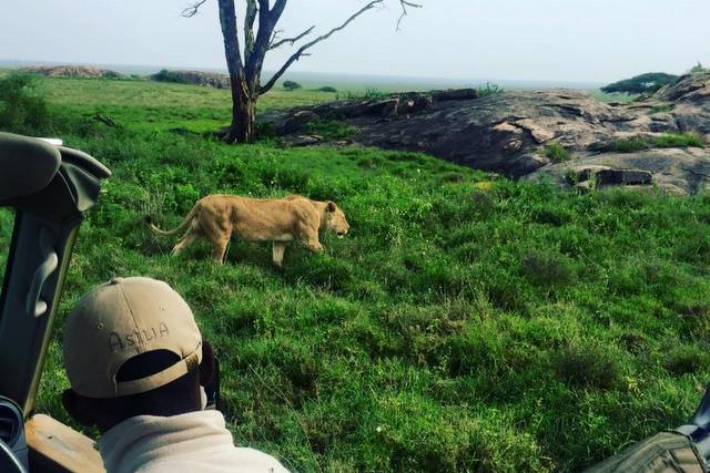 Our Asilia guide getting us close to a lion