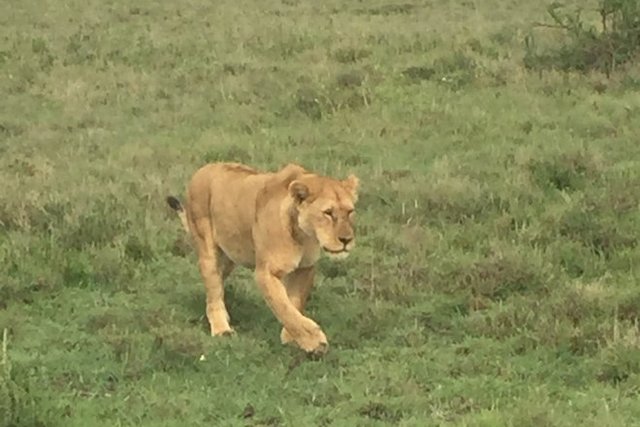 Il leone è arrivato a pochi metri dalla jeep