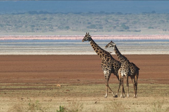 Tanzania: no se necesita Photoshop (Foto cortesía de Larry Johnson ) Tanzania: no se necesita Photoshop (Foto cortesía de Larry Johnson )
