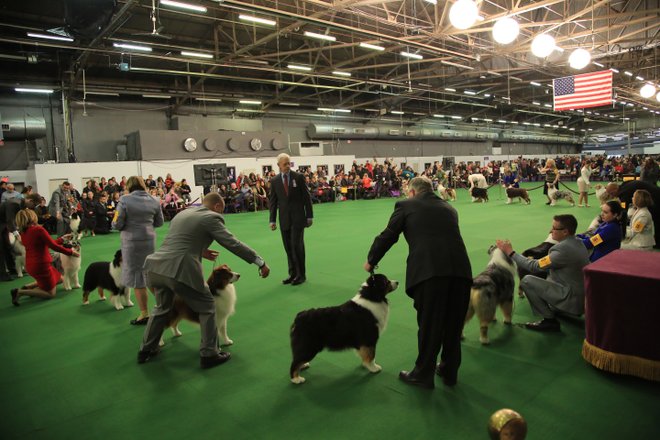 Mascotas Triunfadoras en Competencias