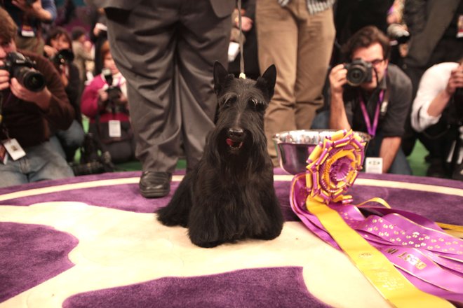 Mascotas Brillan en Competencia