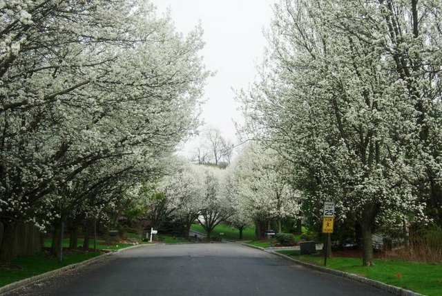 Clima de primavera em North Caldwell, NJ / Crédito da foto: Mislene Santos