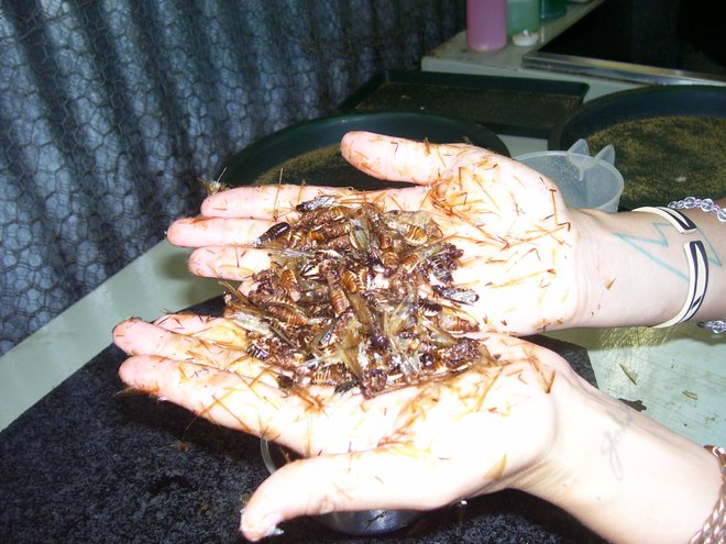 Defrosted Termites, Photo by Katherine Alex Beaven