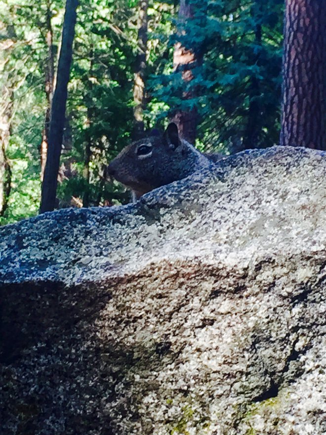 Dieses Eichhörnchen folgte mir einen Felsen hinauf, um nach Essen zu betteln. Bildnachweis: Margot Bigg