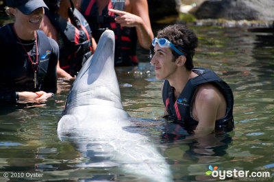 Nada con delfines en el Kahala Hotel and Resort