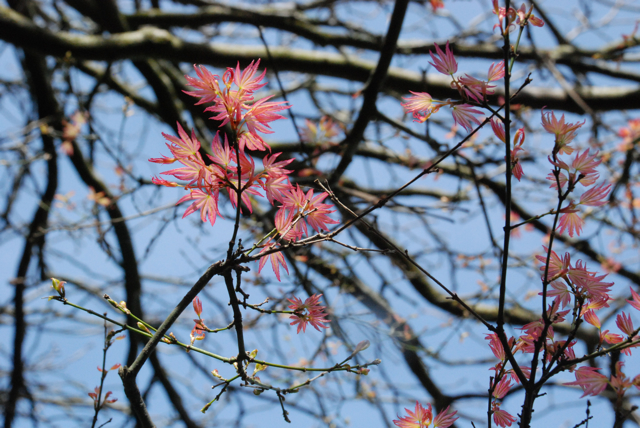 Foto mit freundlicher Genehmigung von Flickr / koroshiya