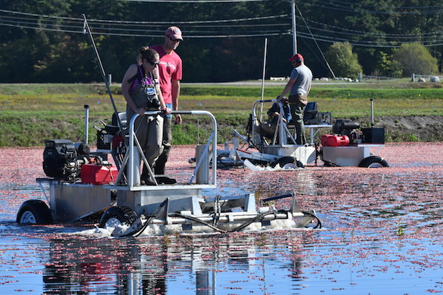 Riding on the mechanical pickers; Photo courtesy of Ocean Spray