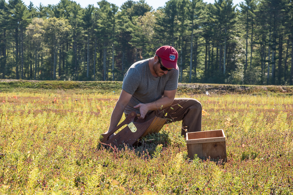 Ben using the old-fashioned picker; Photo by Katherine Alex Beaven