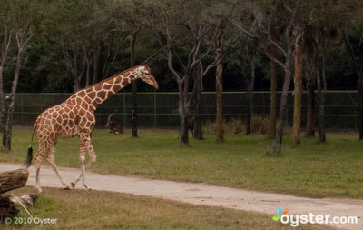 Girafa na Disney Animal Kingdom Lodge
