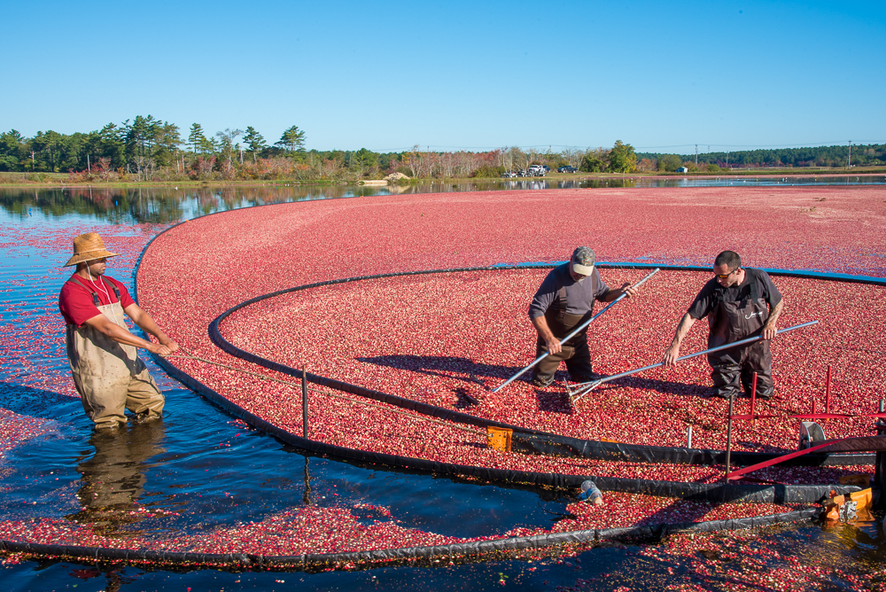 Die Beeren im Moor harken und korrodieren; Foto von Katherine Alex Beaven