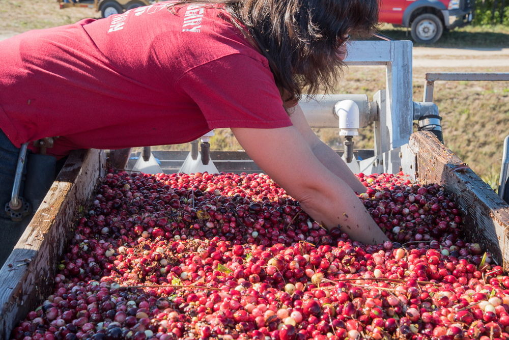 Pulling out debris before the berries head on the truck; Photo by Katherine Alex Beaven