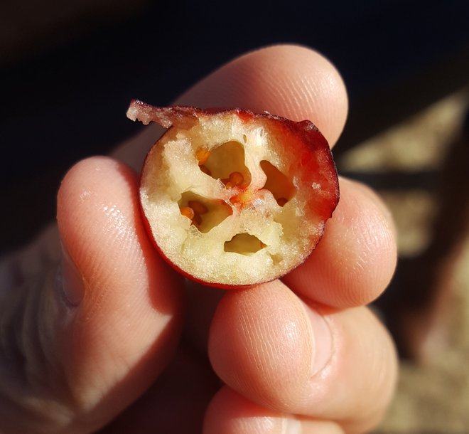 Cranberry chambers; Photo by Katherine Alex Beaven