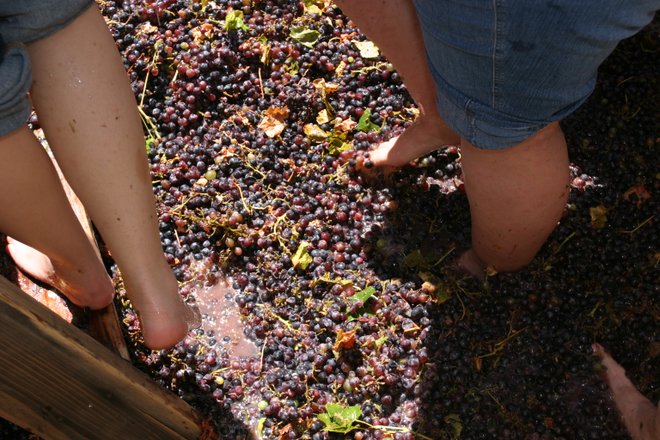 Grape stomping image cortesía de Jeffrey Keeton