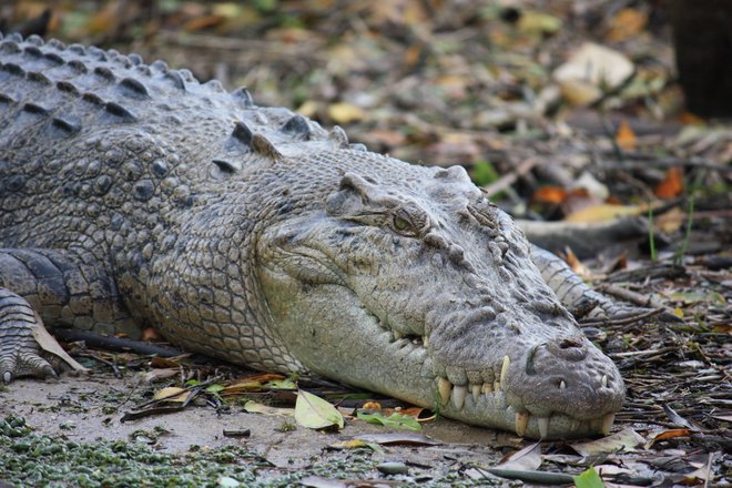 Image de crocodile d'eau salée (estuarienne) avec l'aimable autorisation de Jan Smith via Flickr