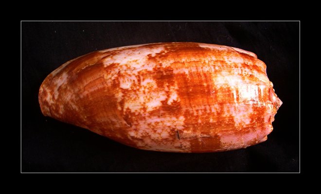 Image d'escargot de cône avec l'aimable autorisation de Richard Parker via Flickr