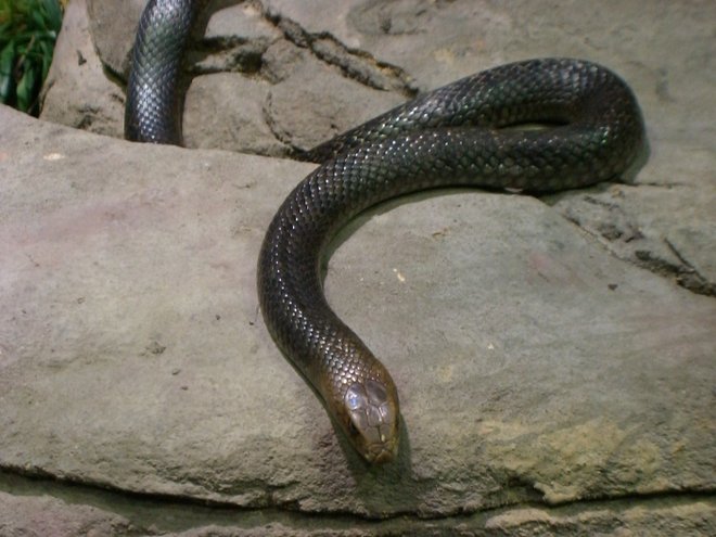 Eastern brown snake image courtesy of Aaron Gustafson via Flickr