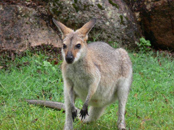 Kangaroo Bild mit freundlicher Genehmigung von Flying Cloud über Flickr